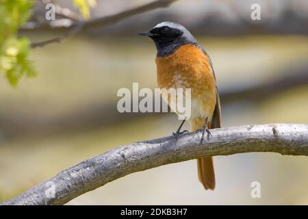 Mannetje Gekraagde Roodstaart; Männliche Common Redstart Stockfoto