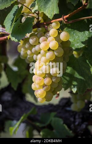 Trauben mit Beeren einer weißen Rebsorte, Maurer Weinberge, Wien, Österreich Stockfoto