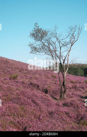 Toter Baum in den Heidefeldern im Veluwe National Park bei Sonnenuntergang in den Niederlanden Stockfoto