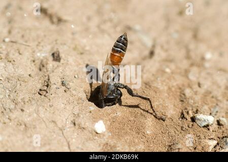 Weibchen von Prionyx kirbii, einer Fadenwaspe, aus der Sphecidae Familie, grub einen Tunnel in sandigen Boden, Vorbereitung auf die Nistung,Wallis, Schweiz Stockfoto