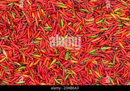 Kleine rote Chilischoten, die in der Sonne trocknen, Luang Prabang, Laos Stockfoto