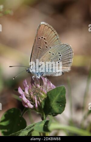 Roter Klee (Polyommatus semiargus) auf Wiesenklee (Trifolium pratense), roter Klee Stockfoto