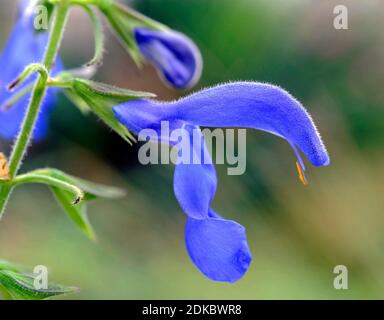 Mexikanischer Salbei, Salvia patens, auch azurblaues Salbei, Gartensalbei oder Enziansalbei, heimisch in Zentralmexiko Stockfoto