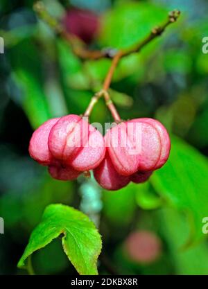 Fruchtzweig des europäischen Euonymus, Euonymus europaea, auch Spindelbaum genannt. Stockfoto