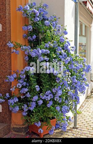 Hellblau blühende Bleiwurz oder Plumbago als Topfpflanze An einem Hauseingang Stockfoto