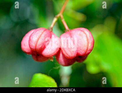 Fruchtzweig des europäischen Euonymus, Euonymus europaea, auch Spindelbaum genannt. Stockfoto