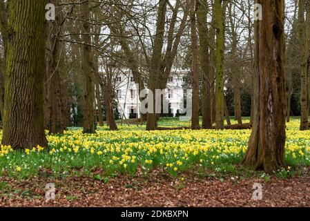 Der alte Schlosspark ist mit Narzissen und Schneeglötblumen bedeckt. Haus durch Bäume im Hintergrund gesehen. Nostalgie, alte Zeiten Konzepte. Stockfoto