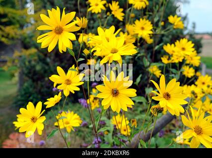 Jerusalemer Artischocke, Helianthus tuberosus, eine der wichtigsten Nahrungs- und Energiepflanzen aus Südamerika, auch als Zierstrauch im Garten attraktiv Stockfoto