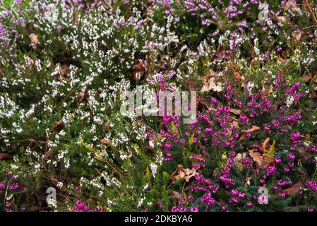 Heidekraut in verschiedenen Farben. Wilde Blumen Hintergrund. Umgebungskonzept. Stockfoto