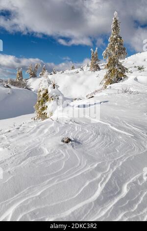 Am Tag nach dem Sturm verschneite Lärchen, valparola Pass, livinallongo del col di lana, belluno, veneto, italien Stockfoto