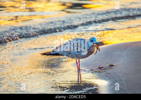 Deutschland, Schleswig-Holstein, Ostseeküste, Sonnenaufgang am Timmendorfer Strand, Möwe beim Frühstück am Strand Stockfoto