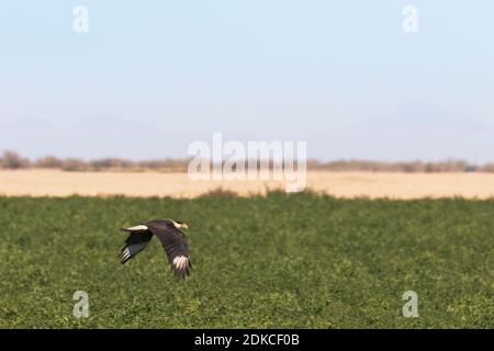 Crested Caracara fliegt über grünes Feld in Santa Cruz Flats in Pinal County, Arizona. Kopieren Sie den Raum in den blauen Himmel. Stockfoto