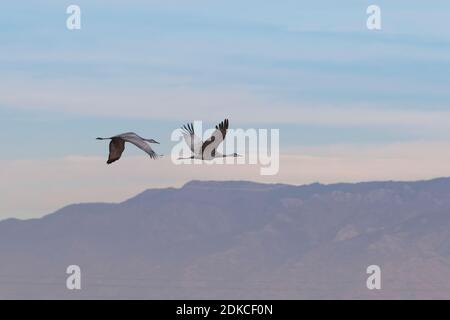 Schöne Paar von entfernten Sandhügel Krane im Flug mit ruhigen Himmel und Berge Hintergrund in New Mexico über Bernardo Wasservögel Management Area. Stockfoto