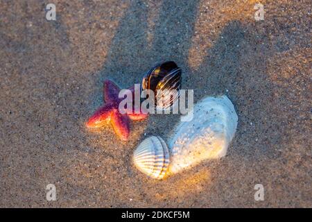 Deutschland, Schleswig-Holstein, Ostseeküste, Sonnenaufgang am Timmendorfer Strand, Seesterne und Muscheln am Strand, Stockfoto