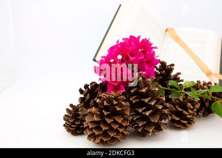 Back to School-Konzept im Herbst Kiefernzapfen, rote Blumen, und offene Buch auf weißem Hintergrund mit Kopieplatz auf der linken Seite angezeigt Stockfoto