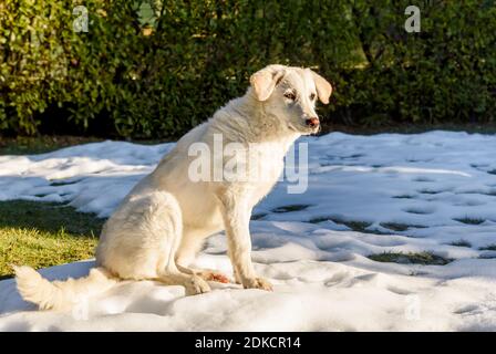 Niedlicher weißer Welpenhund, ähnlich Labrador, sitzt auf dem Schnee im Garten. Stockfoto