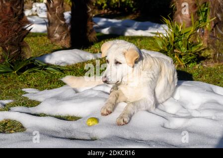 Niedlicher weißer Welpenhund, ähnlich Labrador, liegt auf dem Schnee im Garten. Stockfoto