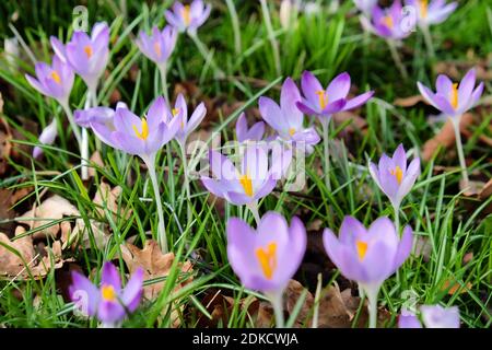 Frühe Blüte Crocus tommasinianus Pfingsten in Blüte Stockfoto