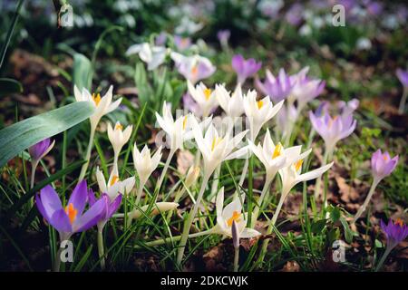 Früh blühender Crocus tommasinianus Albus in Blüte Stockfoto
