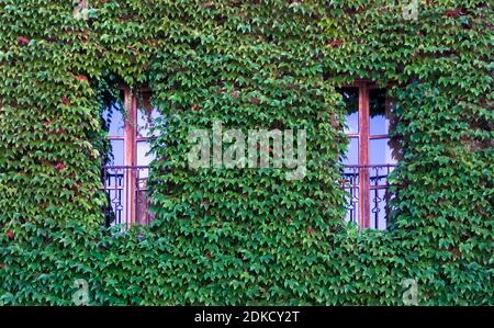 Window surrounded by ivy leaves in Lagrasse in summer. Medicinal Plant of the Year 2010. Plus beaux villages de France. Stock Photo