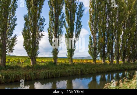 Baden, Wiener Neustädter Kanal (Wiener Neustadt Canal), poplar avenue, vineyard in Wienerwald, Vienna Woods, Niederösterreich, Lower Austria, Austria Stock Photo