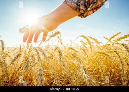 Die Hand berührt die Ohren der Gerste. Landwirt in einem Weizenfeld. Umfassendes Erntekonzept Stockfoto