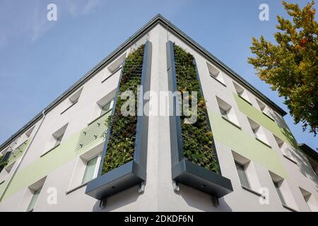 Essen, Ruhrgebiet, Nordrhein-Westfalen, Deutschland - wandgebundene Fassadenbegrünung an frisch renovierten Wohngebäuden des Wohnungsbauverbands Allbau an der belebten B224 Gladbecker Straße in Altenessen filtern die mit Stauden, Gräsern und Kleinholz bepflanzten vertikalen Gärten Schadstoffe aus der Luft und verbessern das städtische Klima. Stockfoto