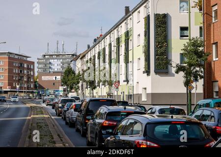 Essen, Ruhrgebiet, Nordrhein-Westfalen, Deutschland - wandgebundene Fassadenbegrünung an frisch renovierten Wohngebäuden des Wohnungsbauverbands Allbau an der belebten B224 Gladbecker Straße in Altenessen filtern die mit Stauden, Gräsern und Kleinholz bepflanzten vertikalen Gärten Schadstoffe aus der Luft und verbessern das städtische Klima. Stockfoto