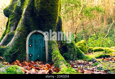 Märchenhaftes Fantasy-Haus im Baumstamm im Wald. Kleine Türen im Baum. Zwerghaus. Stockfoto