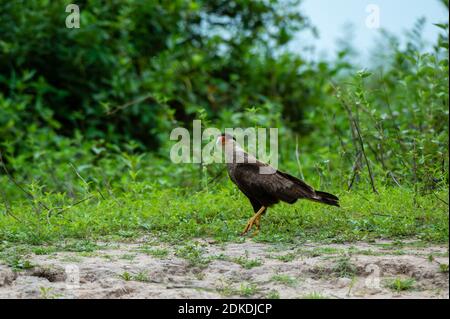 Crested karakara (Polyborus plancus), Pantanal, Mato Grosso, Brasilien. Stockfoto