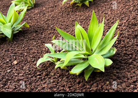Agave attenuata Stockfoto