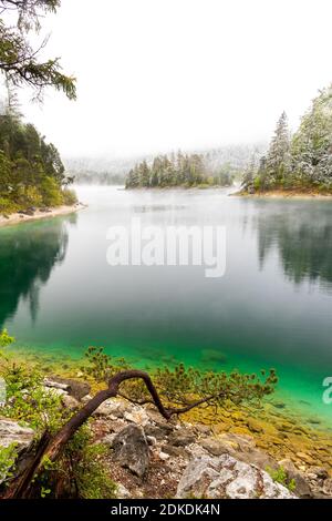 Ein Zweig oder Baum einer Kiefer an den Ufern des Eibsee im Frühjahr während der Eis Heiligen. Im Hintergrund dicke Wolken und schneebedeckte Baumkronen, sowie eine kleine Insel mit türkisfarbenem Wasser. Stockfoto