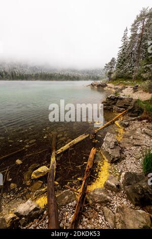 Im Frühling während der Eisheiligen am Eibsee. Treibholz und Baumstämme mit gelben Pollen am Ufer dieses Bergsees, im Hintergrund dicke Wolken und frischer Schnee im Wald Stockfoto