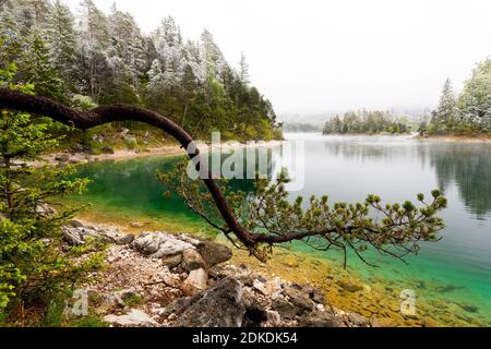 Ein Zweig oder Baum einer Kiefer an den Ufern des Eibsee im Frühjahr während der Eis Heiligen. Im Hintergrund dicke Wolken und schneebedeckte Baumkronen, sowie eine kleine Insel mit türkisfarbenem Wasser. Stockfoto