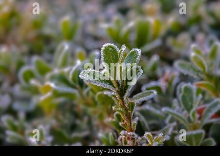 Frost crystals on a Privet stalk ( Ligustrum ovalifolium ) close up with differential focus Stock Photo