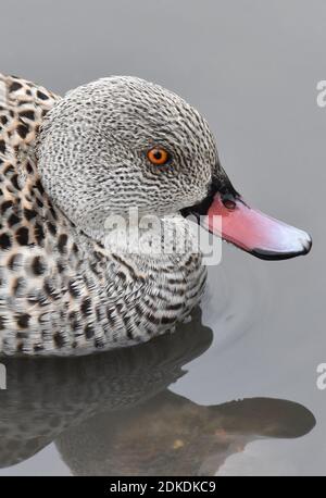 Cape Teal Duck; Slimbridge Wetland Centre, Bowditch, Gloucestershire (WWT) Stockfoto