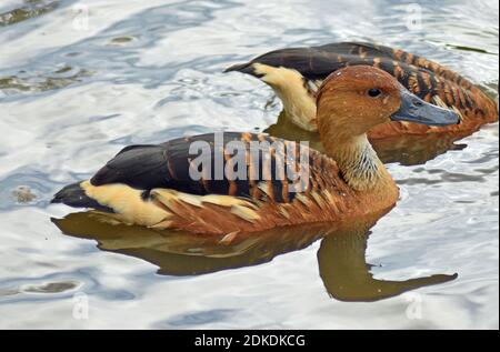 Fulvous Whistling-Duck, Slimbridge Wetland Centre, Bowditch, Gloucestershire (WWT) Stockfoto