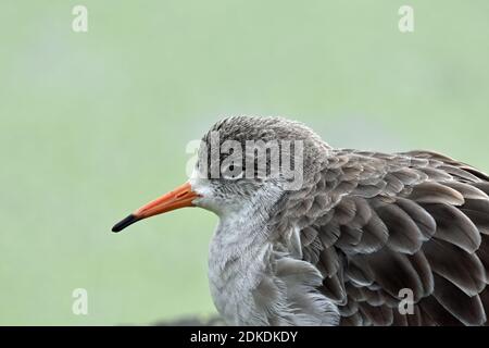 Rotschenkel, Slimbridge Wetland Centre, Bowditch, Gloucestershire (WWT) Stockfoto