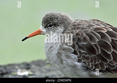 Rotschenkel, Slimbridge Wetland Centre, Bowditch, Gloucestershire (WWT) Stockfoto