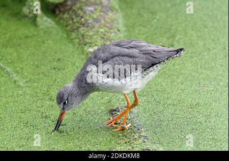 Red Shank, Slimbridge Wetland Centre, Bowditch, Gloucestershire (WWT) Stockfoto