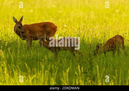 Hirsch oder Hirsch mit zwei Rehkitz im Schatten Eine Sommerwiese im hohen Gras Stockfoto