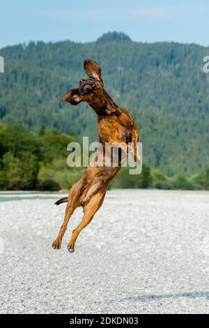 A Hanoverian bloodhound named 'Rüpel' jumps in the bed of the Isar Stock Photo