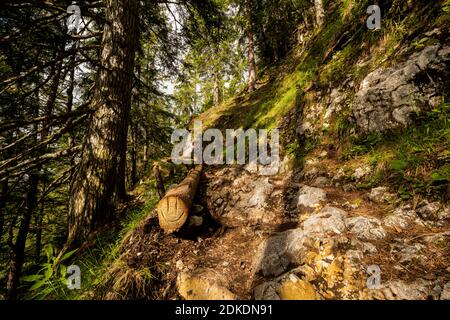 Ein in einen Baumstamm gehauenes Smiley am Wegrand zur Mittenwalder Hütte, oberhalb Mittenwald im Karwendel Stockfoto