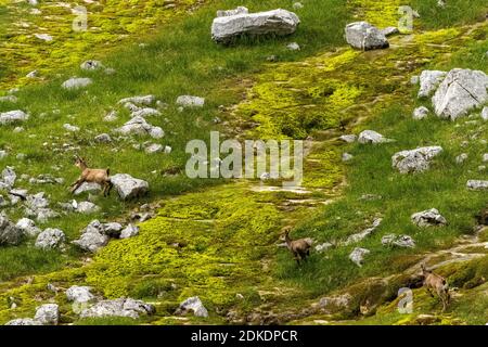 Junge Gämsen spielen übermütig an einem Frühling. Stockfoto