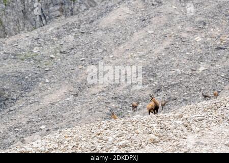 Gams steht auf einem Geröllfeld und schaut hinaus, im Hintergrund eine Gruppe anderer Gämsen. Stockfoto