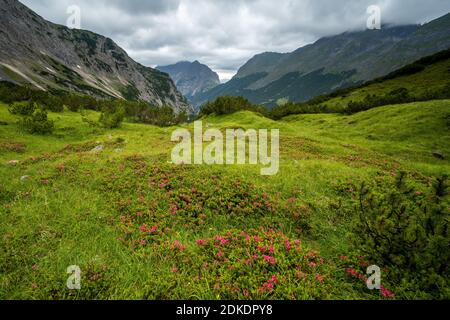 Blüte der rostroten Alpenrose, auch rostrote Alpenrose genannt, im schlauchkessel über dem Karwendelhaus auf einer glänzenden Bergwiese. Im Hintergrund die in Wolken gehüllte östliche Karwendelspitze und der Bäralpl. Stockfoto