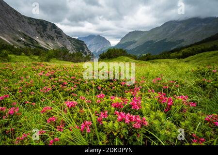 Blüte der rostroten Alpenrose, auch rostrote Alpenrose genannt, im schlauchkessel über dem Karwendelhaus auf einer glänzenden Bergwiese. Im Hintergrund die in Wolken gehüllte östliche Karwendelspitze und der Bäralpl. Stockfoto