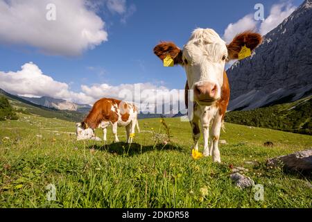 Porträt einer jungen Kuh oder Milchkuh in der Karwendel auf dem Graslegerbichl beim Karwendelhaus in Tirol / Österreich Stockfoto