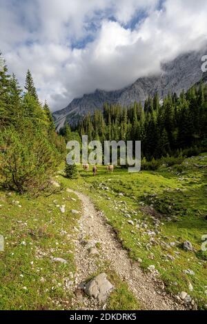 Kühe stehen neben dem Wanderweg im Johannistal, im Karwendel, Tirol / Österreich Stockfoto