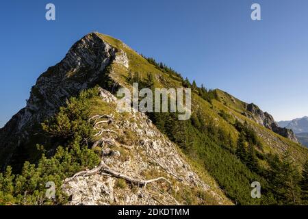 Der Weg zum Gipfel der Sonntagsspitze im Karwendel am Achensee, mit Wurzeln und Steinen. Stockfoto